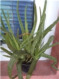 aloja vera